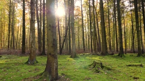 Moss in the autumn forest in the backlight Stock Footage 256078180