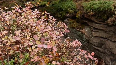 Moss in the autumn forest Stock Footage 80938660