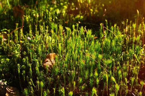 Moss in autumn looks like a tiny forest Stock Photos