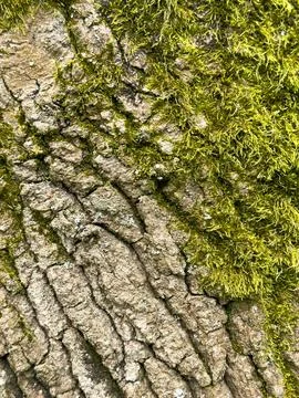 Moss background covering the trunk of the tree. Foliage nature dark green bac Stock Photos