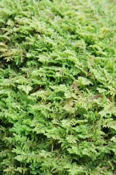 Moss background Stock Photos