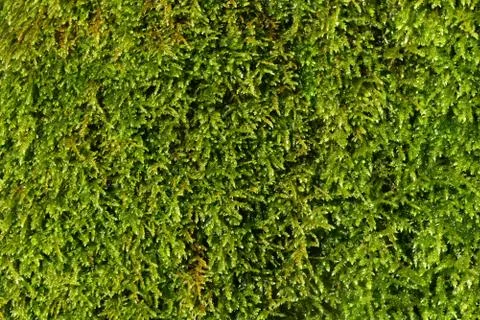 Moss background Stock Photos