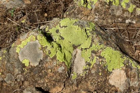 Moss background Stock Photos