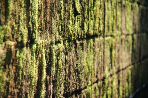 Moss background Stock Photos