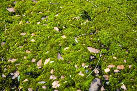 Moss background Stock Photos