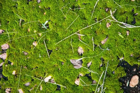 Moss background Stock Photos