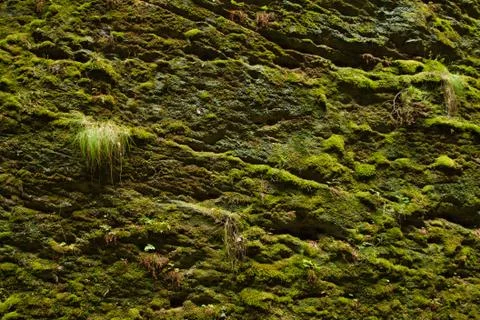 Moss background on the rock Stock Photos