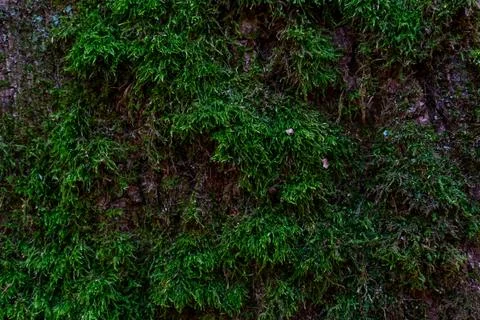 Moss background on tree bark close-up. Natural natural background. Trees over Stock Photos