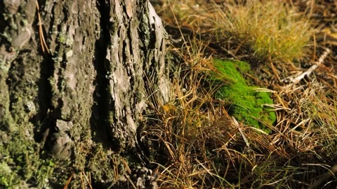 Moss, bark and yellowed grass in an autumn forest Stock Footage 166125336