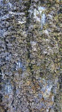 Moss on the bark of a coniferous tree, vertical photo Foto stock