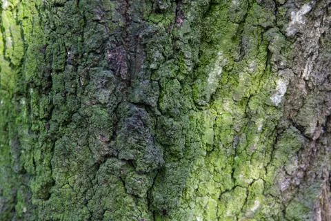 Moss on the bark of an old tree. Backgrounds and Textures Stock Photos