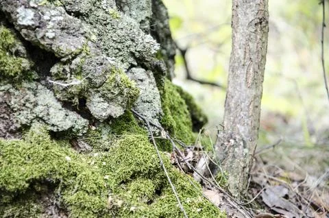Moss on the bark of an old tree in the forest. Stock Photos