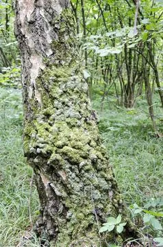 Moss on the bark of an old tree in the forest. Stock Photos