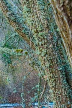 Moss on bark Stock Photos