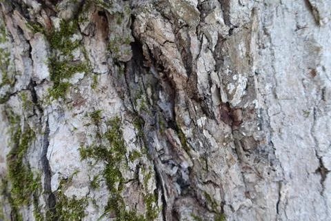 Moss on Bark Stock Photos