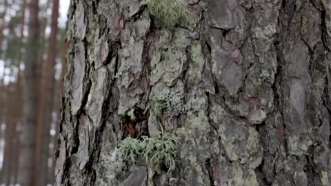 Moss on the bark of a pine close-up. Green moss on the bark. Natural moss Stock Footage 170794722