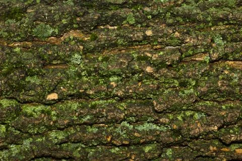 Moss bark texture Foto stock