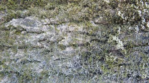 Moss on the bark of a tree, the bark of an old coniferous tree Stock Photos