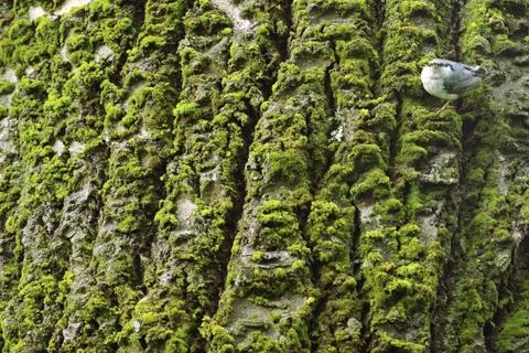 Moss on the bark of an tree with a bird in the corner of frame. For background. Stock Photos