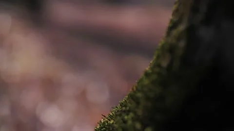 Moss on the bark of a tree close-up Stock Footage 184945720