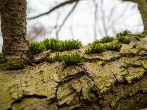 Moss on the bark of a tree close-up. Stock Photos