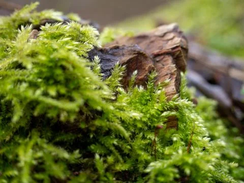 Moss on the bark of a tree close-up. Stock Photos