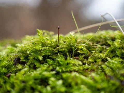 Moss on the bark of a tree close-up. Stock Photos