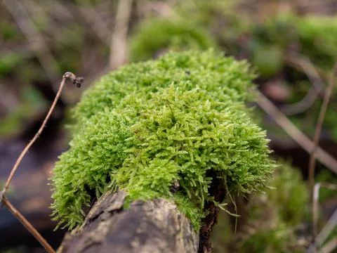 Moss on the bark of a tree close-up. Stock Photos