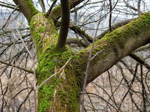 Moss on the bark of a tree close-up. Stock Photos