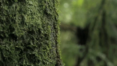 Moss on a bark of a tree Stock Footage 93949143
