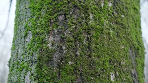 Moss on the bark of a tree Stock Footage 175226114