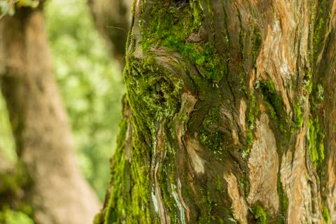 Moss on the bark tree in the forest Stock Photos