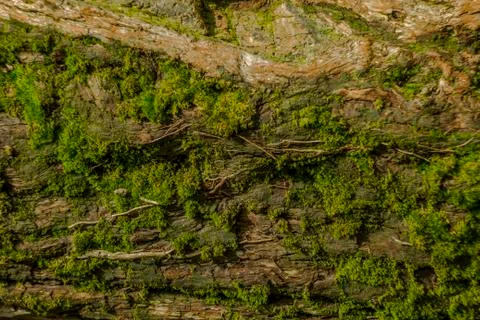 Moss on the bark tree Stock Photos