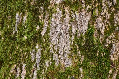 Moss on the bark of a tree Stock Photos