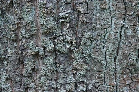 Moss on the bark of a tree. Foto stock