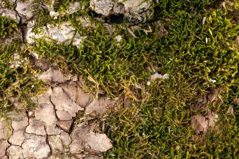 Moss on the bark of a tree. Stockfoto's