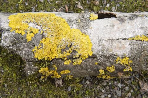 Moss on the bark of a tree Stock Photos