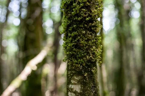 Moss on the bark of trees Stock Photos