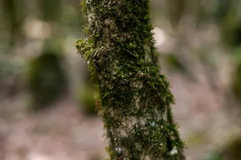 Moss on the bark of trees Stock Photos