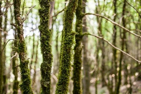 Moss on the bark of trees Stock Photos