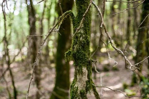 Moss on the bark of trees Stock Photos