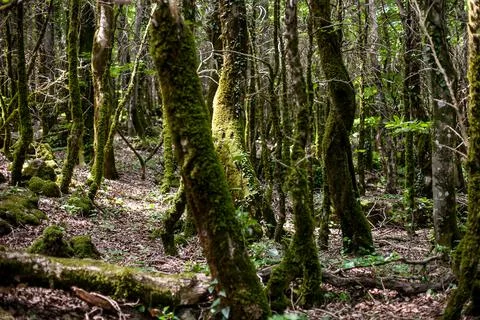 Moss on the bark of trees Stock Photos
