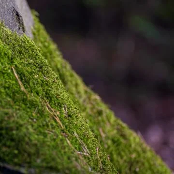 Moss at the base of a tree trunk Stock Photos