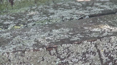 Moss on the beam Video stock 8509394