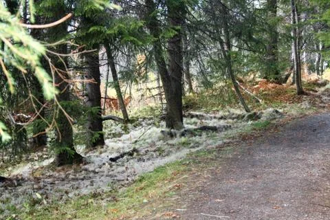 Moss bed at the foot of the trees 库存照片