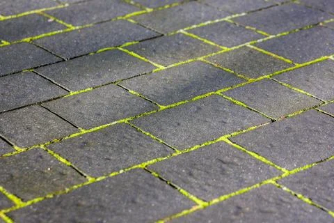 Moss between paving stones Stock Photos