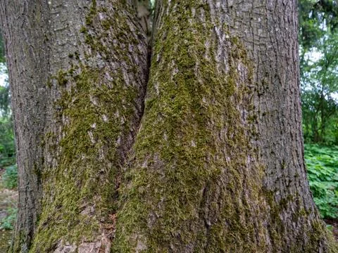 Moss on a big old tree Stock-Fotos