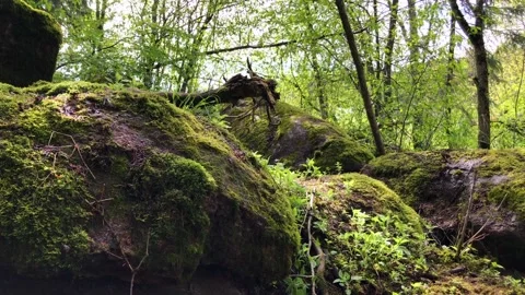 Moss on big rocks in the russian forest Video stock 131466510