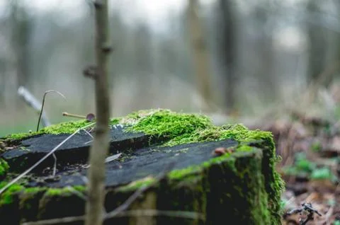 Moss in the billet Stock Photos