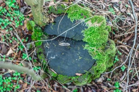 Moss in the billet Stock Photos